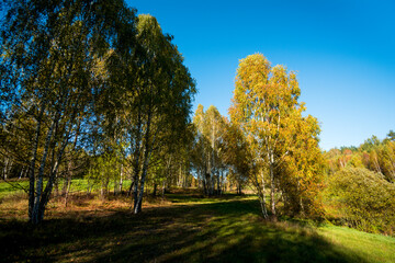 autumn in the forest