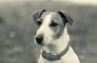 The head of a Jack Russell terrier with a collar around its neck is photographed against a blurred background in autumn.