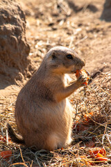 Prairie dog enjoys a snack