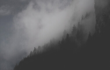 Dark Foggy Forest