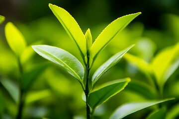 Obraz premium Closeup of fresh green leaves with vibrant color representing nature and growth : Generative AI