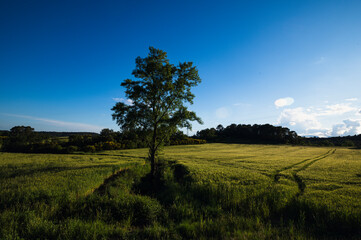 Arbre dans un champs