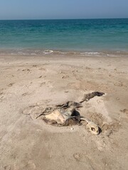 Skull and decomposed body of a sea turtle washed up on the beach