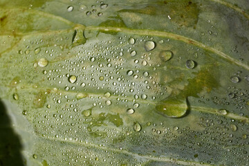 Morning dew on cabbage leaves after freezing overnight. Dew drops are like very strong lenses.