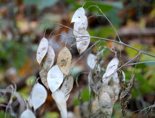 Ripe fruits of elliptical pods of Lunaria rediviva