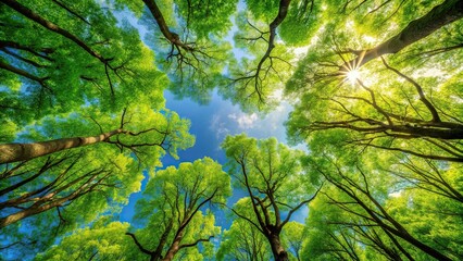 Fototapeta premium Soaring trees with vibrant green leaves and branches stretching towards the sky, nature, branches, greenery