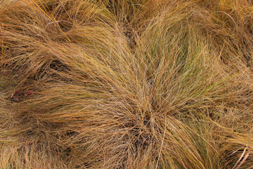 Prairie dropseed turning brown in autumn at Linne Woods in Morton Grove, Illinois