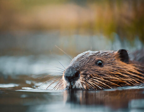 Pływający b&oacute;br