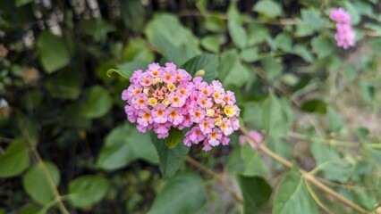 Fototapeta premium pink lantanas