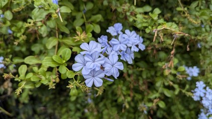 blue flowers in a park