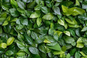 Abundant cluster of vibrant green leaves creating a lush natural tapestry in a soothing environment : Generative AI