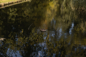A lake with wild ducks. Autumn landscape by the lake. Wild birds