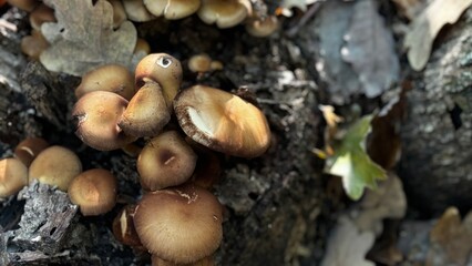 A large number of mushrooms are steadily growing on a rock surface