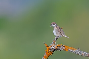 A bird that perches on a branch with lichen, a sparrow. Blurred and green background. Copy space....