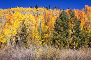 Aspens and evergreen trees in Colorado during autumn with a cloudless blue sky.