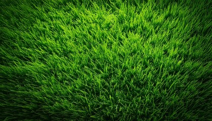 A top-down view of a rich, deep green lawn, covered in thick, uniform grass, fresh impression