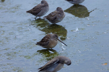 Long-billed Dowitcher