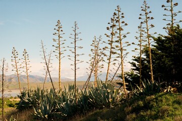 Faded Majesty: Agave americana in the Sun