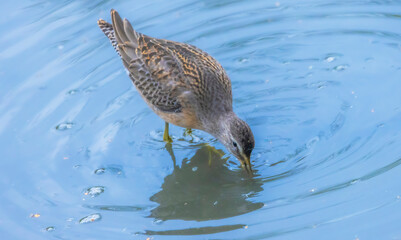 Short-billed Dowitcher