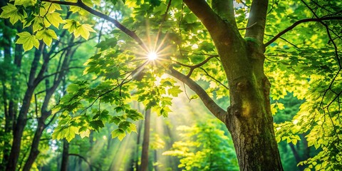 Dappled light filters through the leaves of a tree in a shaded forest area, tree leaves, autumn colors, wood texture, natural scenery