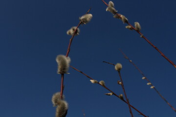 buds of willow