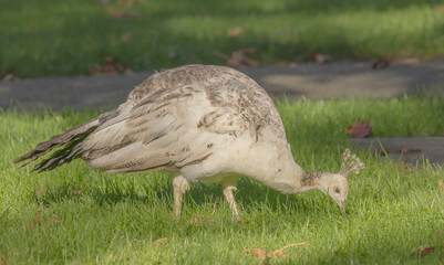 Leucistic Peacock