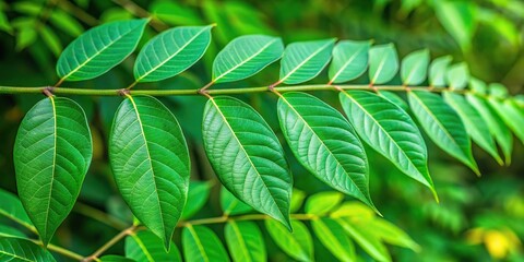 Forest foliage in tilted angle, green leaves of paku andam, dicranopteri lineari, gleichenia lineari, resam rasam, nature background