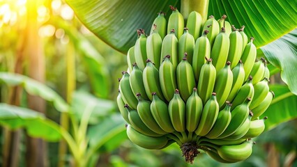 Fresh green bananas on tree, forced perspective shot