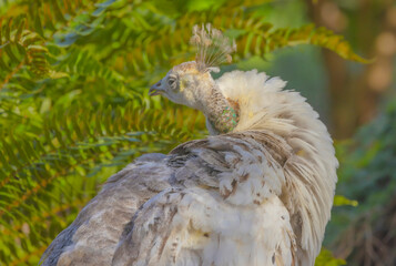 Leucistic Peacock