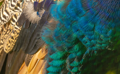 Obraz premium Peacock Feathers