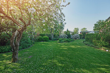 Gardening, trees and grass in backyard for landscape in spring or summer in the country. Plant, lawn and garden with flowers or bush or sun in nature with space for maintenance in the outdoor.