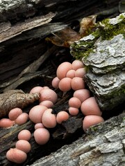 A group of vibrant pink mushrooms is thriving on a tree trunk