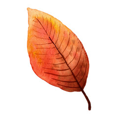 Fall leaf. Hand-painted autumn illustration. A detailed isolated element. Brown, yellow, golden color, simple shape