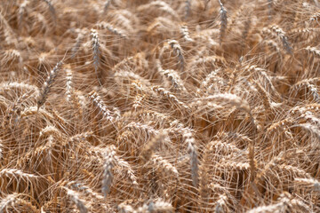 Fototapeta premium Ripe rye in a large field waiting to be harvested. Rye harvest. Wheat harvesting. Farm in field with grain agriculture. Farming and crop of organic food. Summer field with rye. Grain harvest