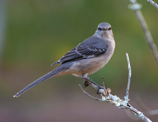 Mockingbird Perched On a trre branch