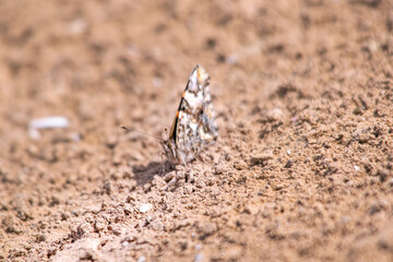 Butterfly perched on the coast