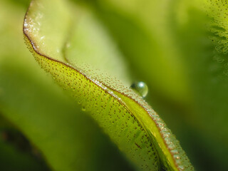 Salvinia cucullata weed in the river