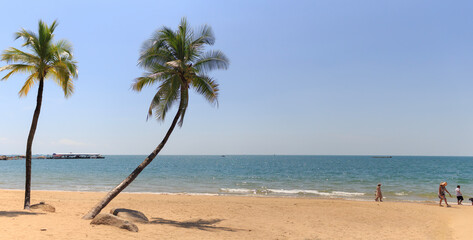 Obraz premium palm tree on the beach. Sanya Beach, Hainan Island, China.