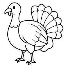 Turkey bird