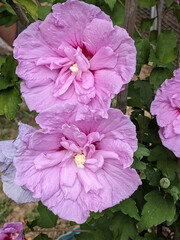 Hibiskus © Denis
