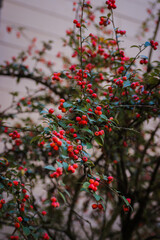 Nepalese firethorn, Nepal firethorn, or Himalayan firethorn (Pyracantha crenulata)