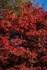 red autumn leaves