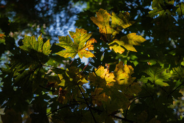Maple Leaves in the sun