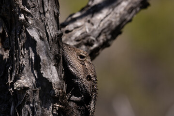 Australian Lizard Lounging Under the Sun