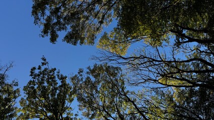 Gazing upward at a tall tree, against the backdrop of a blue sky