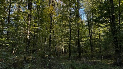 Fototapeta premium A vibrant forest teeming with numerous trees and lush shrubs under a sunny sky