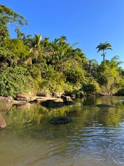 Forest in Rio de Janeiro, Brazil