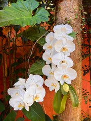 Flowers in Paraty, Brazil