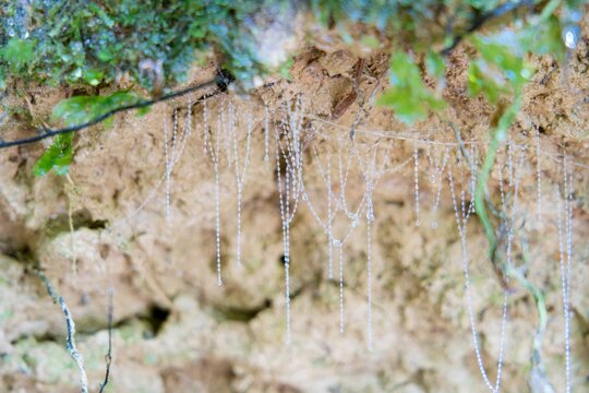 New Zealand Glow Worms: Stunning Pearl Necklace Effect in Daylight