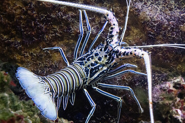 Panulirus versicolor grows up to 40 centimetres